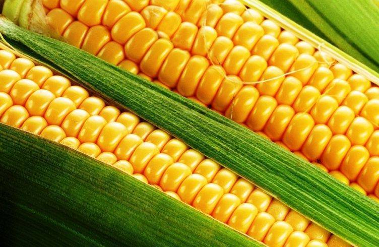 Когда сажать кукурузу в открытый грунт семенами в Средней полосе России: уход, выращивание