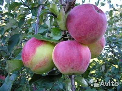 Яблоня юный натуралист: описание сорта и регионы выращивания, зимостойкость с фото