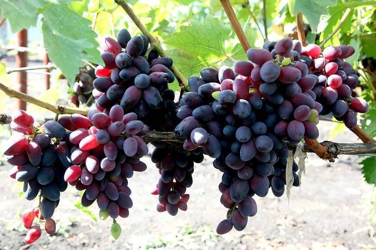 Виноград "красотка": описание сорта, фото и характеристики, советы по борьбе с вредителями