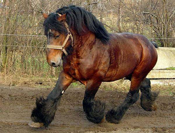 Самые уникальные лошади в мире