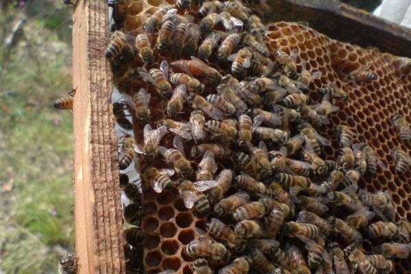 Стойкость и высокая продуктивность пчел бакфаст