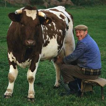 Горькое молоко у коровы – как устранить