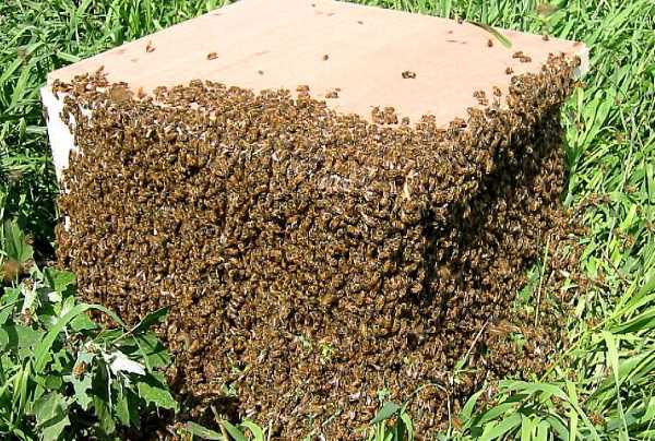 Роение пчел: основные причины и как его избежать