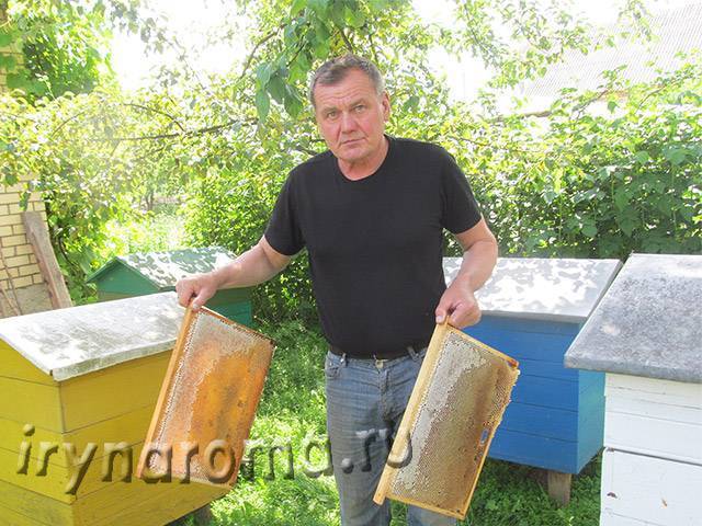 Весенняя ревизия пчелиных семей - начинающему пчеловоду