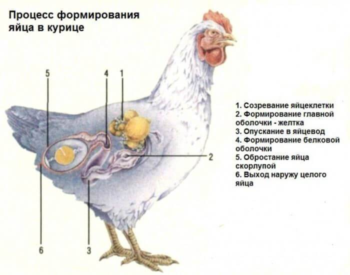 Как произвести вывод цыплят под наседкой правильно?