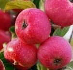 Высокоурожайная яблоня избранница: описание, фото
