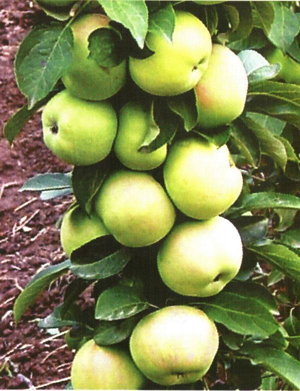 Колонновидные сорта яблонь: описание, характеристика, фото, отзывы