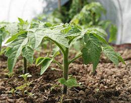 Помидоры: выращивание из семян на огороде