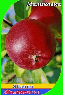 Яблоня коваленковское: особенности сорта и ухода