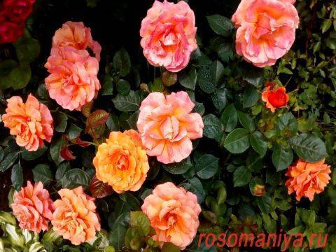 Роза боника (bonica) — что это за сорт флорибунда