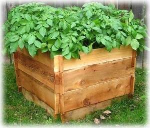 Картошка в мешках: посадка, выращивание, уход, сбор урожая, советы, плюсы и минусы