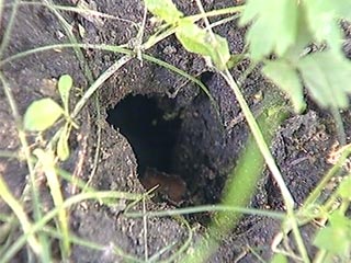 Как избавиться от кротов на огороде? средства борьбы с кротами на огороде