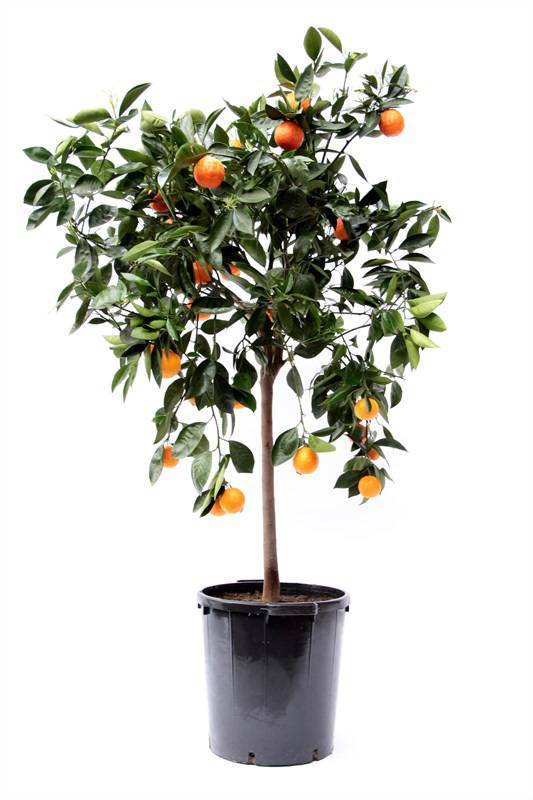 Апельсиновое дерево в домашних условиях — апельсин вашингтон навел