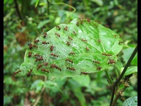 Как бороться с муравьями клубнике?
