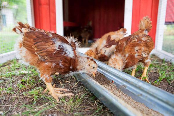Чем кормить и поить суточных цыплят в домашних условиях после вылупления