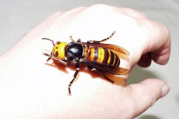 Что делать, если укусила пчела или оса? :: инфониак