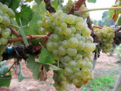Старинный французский сорт — виноград шардоне