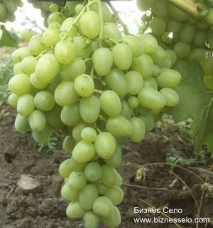 Лучшие сорта винограда (классификация, столовые сорта)