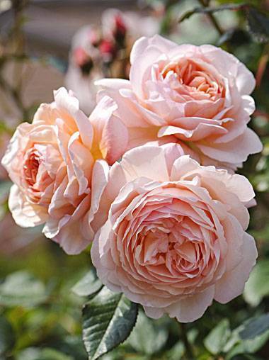 Розы чайно-гибридные: описание сортов, посадка и уход, обрезка, фото
