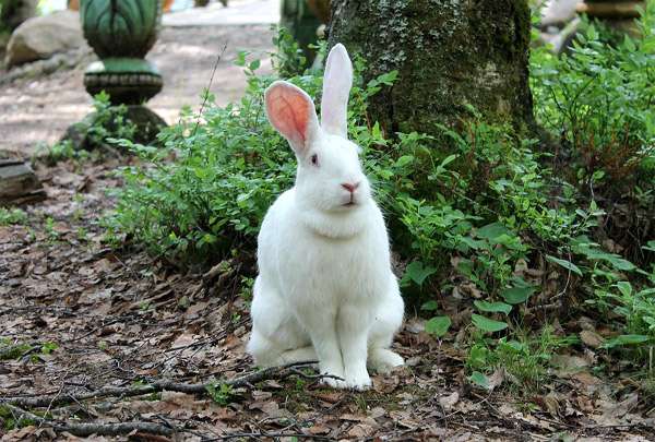 Кролики стучат лапами: причины, особенности поведения, что делать