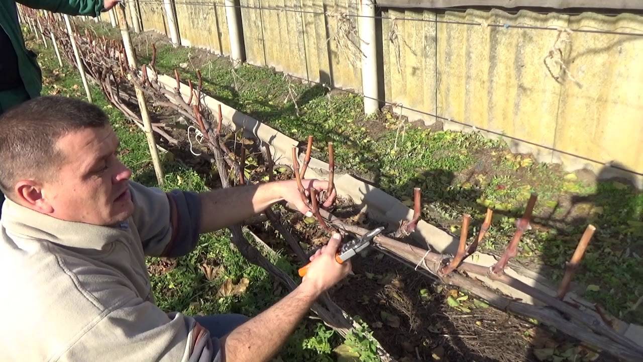 Как правильно обрезать виноград: инструкция для начинающих