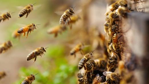 Что делать, если пчелы сидят на прилетной доске и ничего не делают