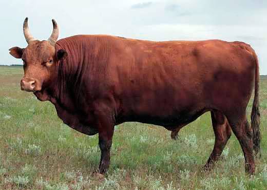 Калмыцкая порода коров - характеристика выносливого крс 2020