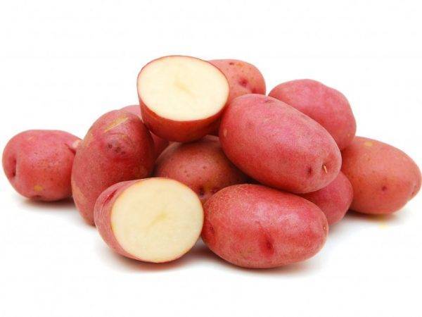Многоликий картофель «сорокодневка»:  описание сорта, фото, советы по выращиванию