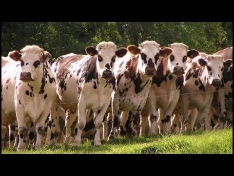 Айрширская порода коров: характеристика, фото, уход, содержание и разведение