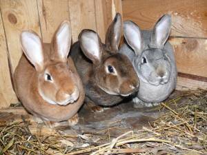 Выгодно ли разводить кроликов? бизнес-план по разведению кроликов. породы кроликов для разведения на мясо