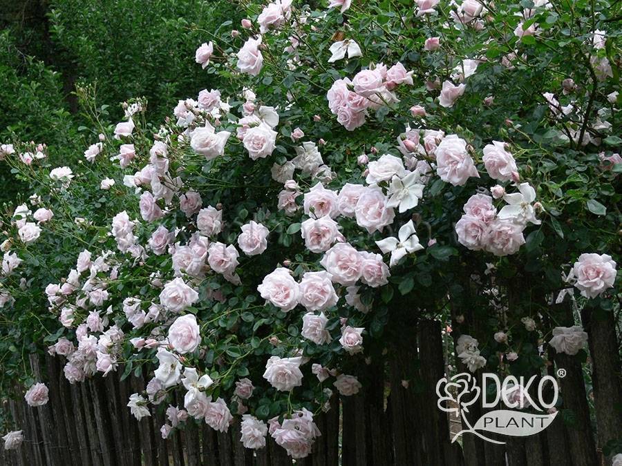 Роза «нью даун»: описание плетистого корнесобственного сорта и его подготовка к зиме