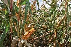 О возделывании кукурузы на силос: норма высева, технология, урожайность сортов