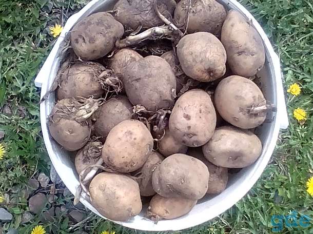 Самые урожайные сорта картофеля — более 500 кг с одной сотки