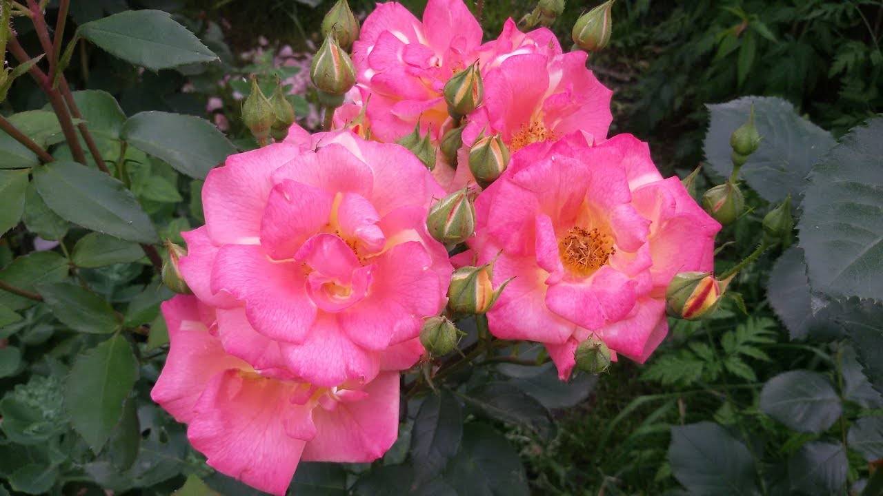 Об обрезке роз после цветения летом, чтобы они снова зацвели: правила ухода