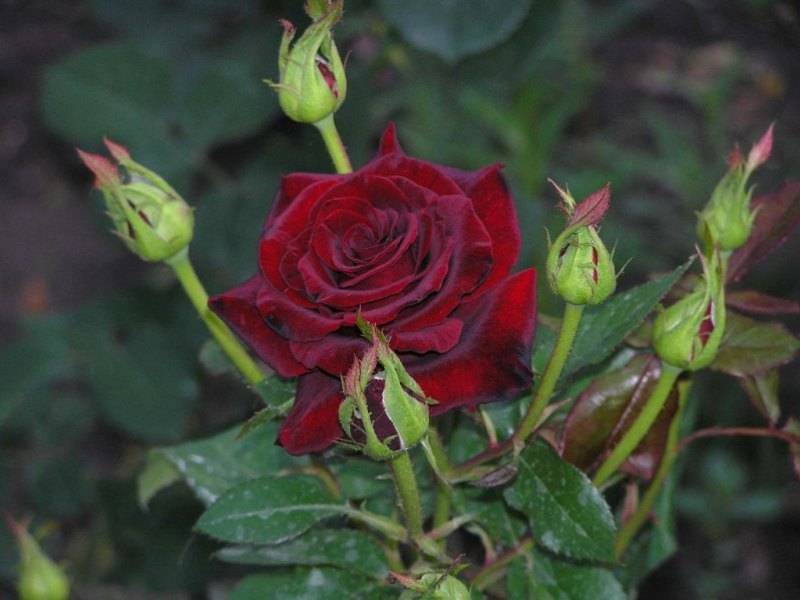 Эффектная черная роза: описание сортов с фото. где взять семена, как самому покрасить или вырастить цветок?