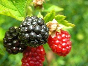Малина и ежевика: полезные свойства, какие витамины содержатся в ягодах