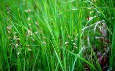Сон-трава - лечебные свойства и рецепты применения