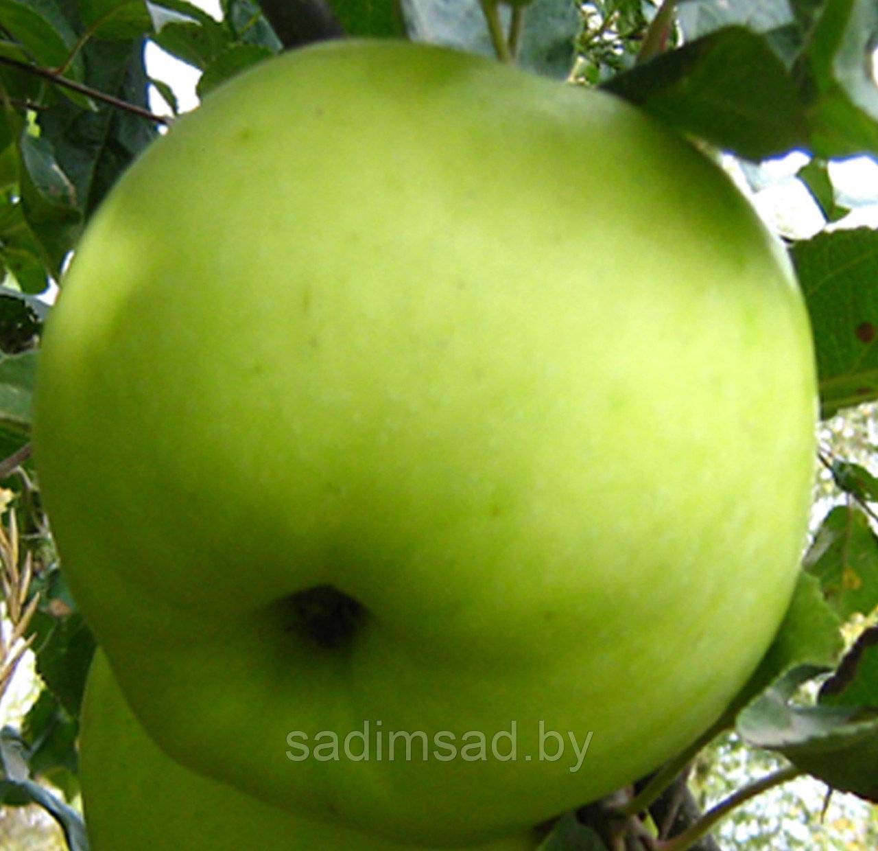 Яблоня коробовка: описание сорта и фото