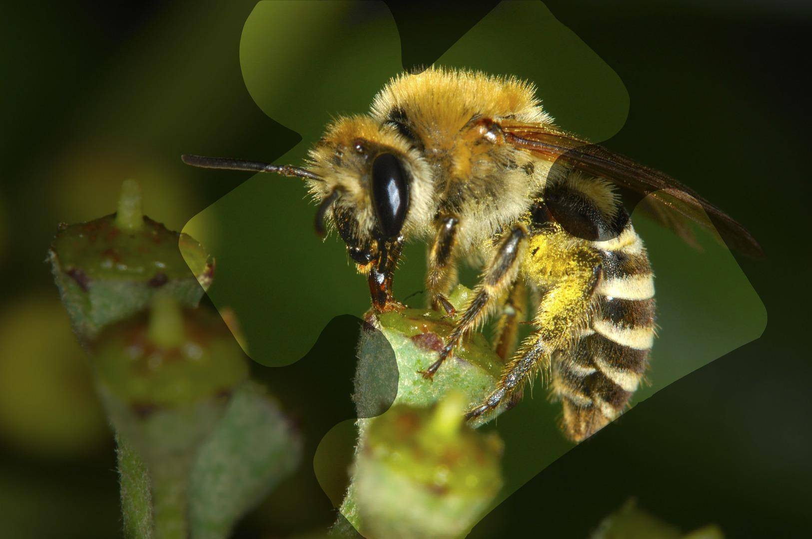 Африканизированные пчелы: как выглядят, где обитают и чем опасны?