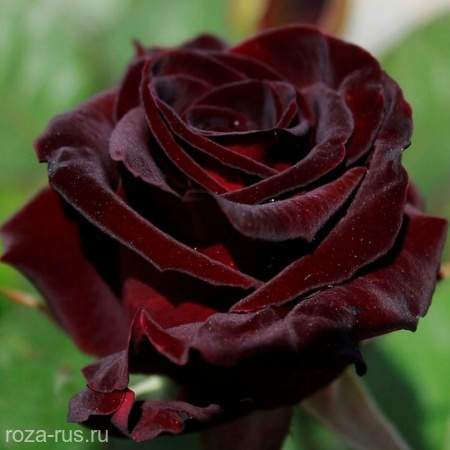 Черные розы — сорта и описания