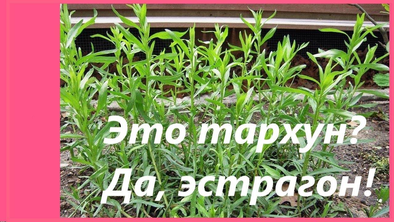 Эстрагон: выращивание из семян - лучшая инструкция!