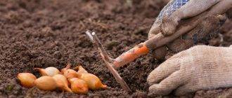 Как вырастить хороший урожай озимого лука? 10 секретов