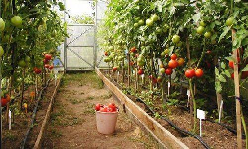Огурцы и помидоры в одной теплице из поликарбоната посадка и уход