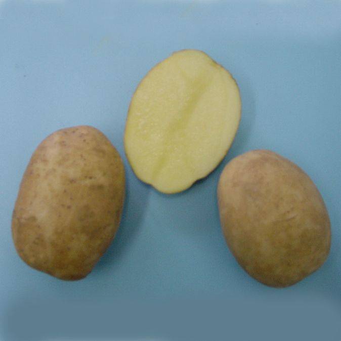 Сорт картофеля лазурит. Картофель уладар описание сорта