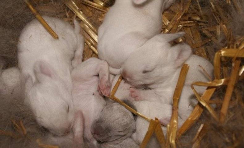 Виды ушных болезней у кроликов и варианты их лечения