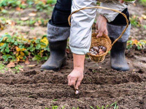 Какая почва нужна для чеснока озимого