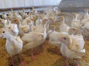 Как вывести цыплят дома: правила искусственной инкубации