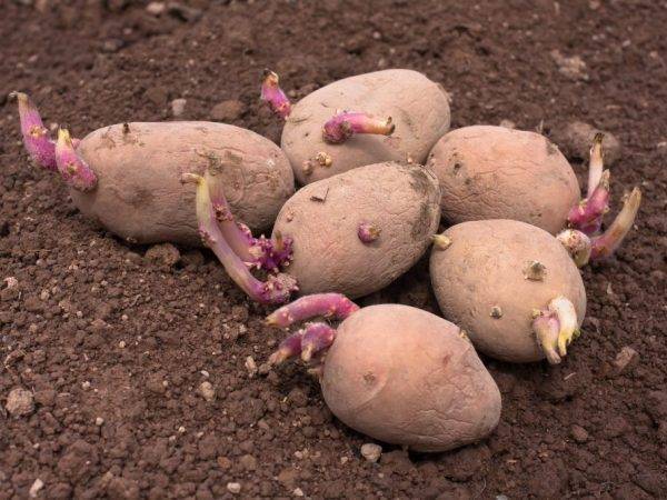 Проращивание клубней картофеля перед посадкой: какой способ лучше — в темноте или на свету