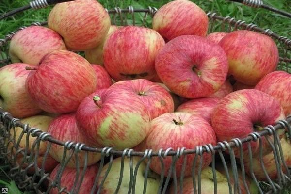Выращивание и уход за яблоней сорта китайка