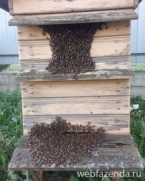 Подкормка пчел перед зимовкой